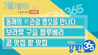 [강원365_7월7일(수)방송] 동해의 新관광 명소를 만나다/보라빛 구슬 블루베리/콩 맛집 팥 맛집