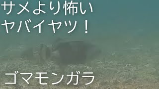 西表島の超ヤバいヤツに遭遇 ゴマモンガラ（沖縄八重山諸島　西表島イダの浜）