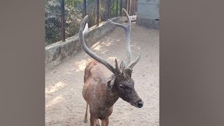 reindeer in Patna zoo : cute barsingha #shorts #trending #ytshorts #funny