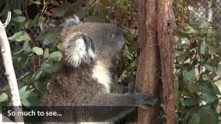 Yanchep National Park