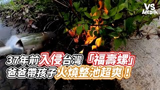 37年前入侵台灣「福壽螺」爸爸帶孩子火燒整池超爽！｜VS MEDIAｘ@joby0372