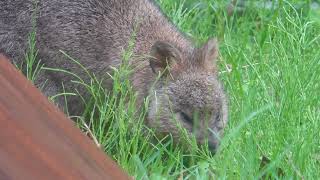 在りし日のダイくん　世界一幸せな動物　クオッカを見ました〜❣️　埼玉県こども動物自然公園 2021年4月29日　 00145