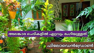 ഭംഗിയുള്ളതും കുറഞ്ഞ പരിചരണം മാത്രം വേണ്ട ഫിലോഡൻഡ്രോൺ ലെമൺ ലൈം വളർത്തിനോക്കു | Philodendron plantcare