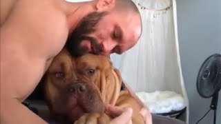 Massive pit bull is a sweet gentle giant