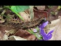 silver washed fritillary argynnis paphia caterpillar feeding on violets 26 april 2020