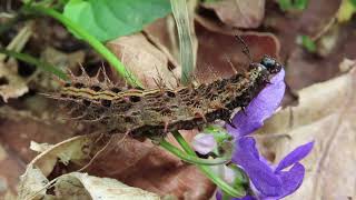 Silver washed Fritillary Argynnis paphia caterpillar feeding on violets 26 April 2020