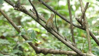 河口湖フィールドセンターのメボソムシクイの水浴び　その４（4K60P動画）