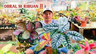 OBRAL 10 RIBUAN