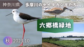 【野鳥観察】干潟でセイタカシギなどのシギ・チドリ｜多摩川六郷橋緑地