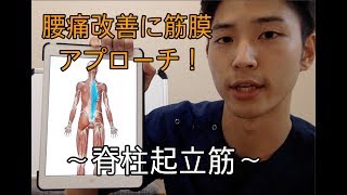 腰痛改善　筋膜アプローチ！　〜脊柱起立筋〜