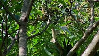 カラスザンショウの実を食べるキビタキの雌