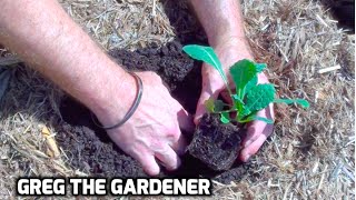 HOW TO GROW KALE - GregTheGardener