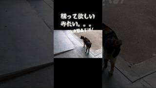 遊んで欲しい三毛猫、お爺に杖で撫でられるのが嬉しそうすぎた　#shorts #ショート