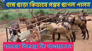 ঘাষ ছাড়া কিভাবে সম্ভব ছাগল পালন।।ঘাষের পরিবর্তে কি খাওয়াবেন।