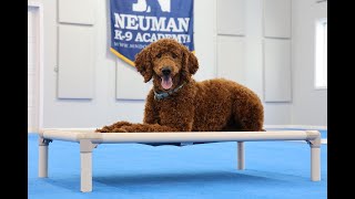 Brioche (Standard Poodle) Puppy Camp Dog Training Video Demonstration