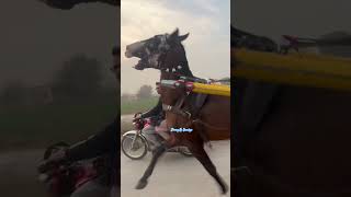 Balla Sultan Ghora Shooq Nawab Loga Da All Pakistan tanga horse racing official #subscribe #channel