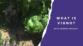 What is Vigno? Andrés Sánchez describes Chile's first Carignan appellation in Maule