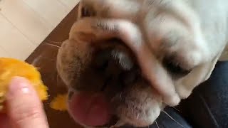 ブルドッグbulldogの八十助♡蜜芋を爆食い！！初めての野生化にビビるww蕁麻疹中のねえね、元気ないw