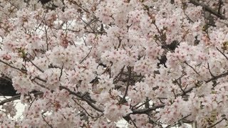 大泉井頭公園の桜