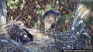 20210410布蕾噴噴事故又一樁，要噴噴沒站穩 - 屏東黑鳶巢Black Kite Nest Cam台湾トビ子育て