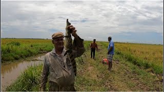 CATCHING HASSAR & ALLIGATOR IN GUYANA