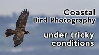 Coastal Bird Photography on the Dee Estuary - Low light and long distances