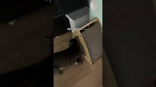 고양이 언어로 듀엣 하기