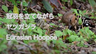 【冠羽を立てながら】ヤツガシラ Eurasian Hoopoe