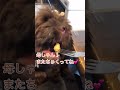 【アメリカンコッカースパニエル】フレンチなトースト🍞食べた🐶【愛犬】