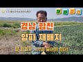 양파재배 이 방법만 알아도 제대로 잘 키울 수 있습니다