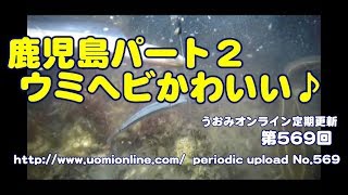 鹿児島の夜の続き【水中動画の定期更新No.569】