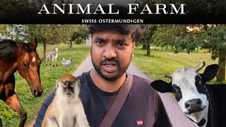 Exploring Crazy Animal Farm In Switzerland 2024