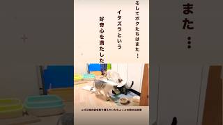 本日の猫動画🐱ゴミ箱への挑戦😹　　　　　　　　　　　　　　　　　　　#cat #猫のいる暮らし #保護猫 #お疲れ様です #ねこのいる生活 #ねこ動画 #猫好き #ゴミ箱 #本日猫日和