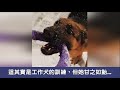 警犬捨身救警自己卻受傷住院，康復當天「全員列隊迎接」：你是英雄！ 狗狗故事