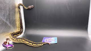 2024 Clutch Update pt 4 #snake #update #ballpython #ballpythonbreeding