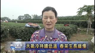 南投新聞 鹿谷春茶恐缺工