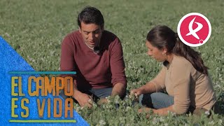 El cultivo de guisantes está siendo todo un éxito | El campo es vida