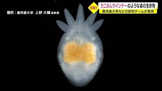 まるで『たこさんウインナー』新種の可能性が高い生き物発見　鹿児島県・大隅半島（2022.8.18）