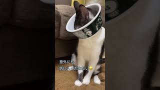 どん兵衛ねこになりました🐈エリザベスカラーの代わりにどん兵衛❤︎