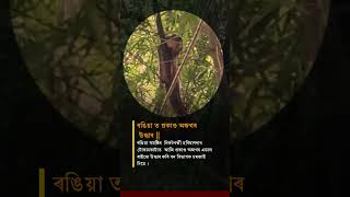 ৰঙিয়াত ১০-১২ ফুট দৈৰ্ঘ্যৰ  প্ৰকাণ্ড অজগৰ উদ্ধাৰ ।