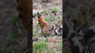 Hoopoe | Wiedehopf #hoopoe #bird #birding #birdshorts #nature #germany #winterbirds