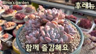 #비니아 #후레뉴 #파키피튬 #파키피튬속 #미인 #succulents #다육식물 #다육이 #다육 #취미생활 #예쁜다육이 #국민다육