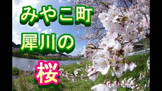 福岡県みやこ町　桜　今川沿い　2020年4月　ショートバージョン