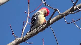 Red-Bellied Woodpecker Song 2019 HQ HD