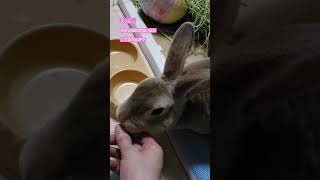 【甘えるうさぎ❤️🐰❤️】#うさぎのちょこ作 #animals #cute