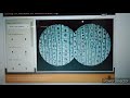 Laboratory Simulation of Onion root