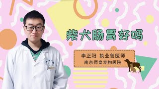 柴犬腸胃好嗎