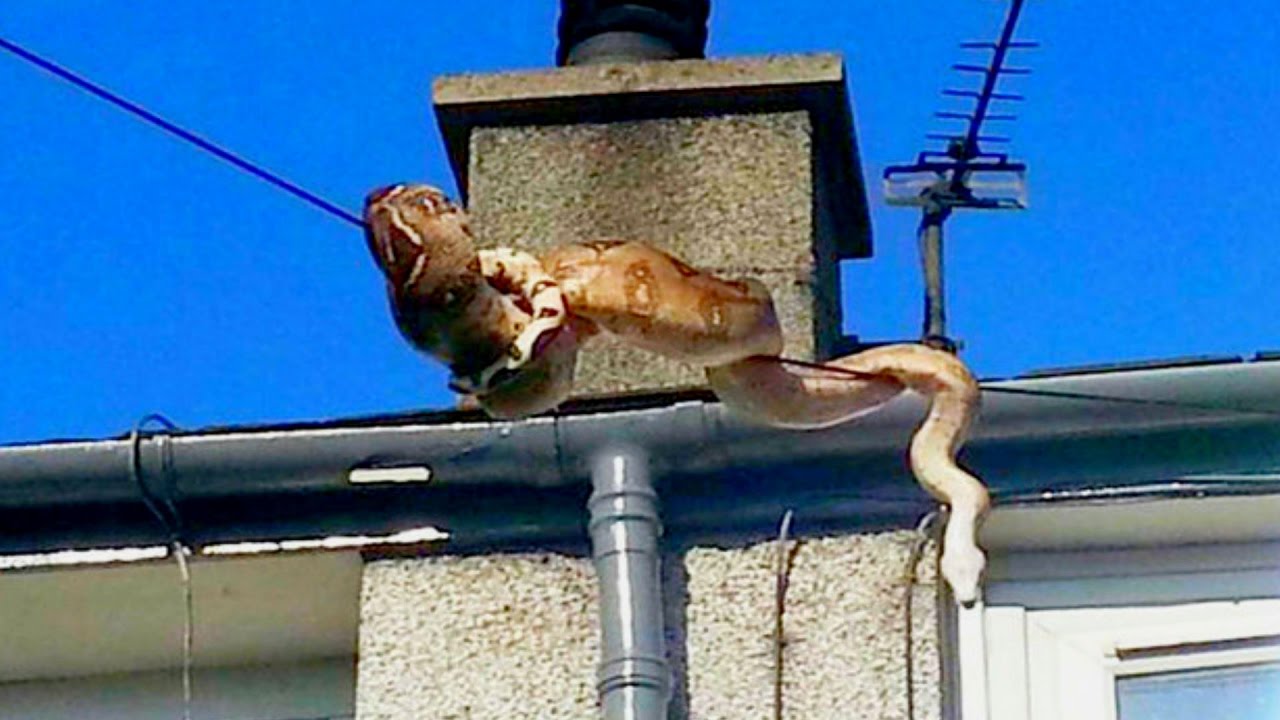 My Snake Escaped Brian Barczyk Youtube