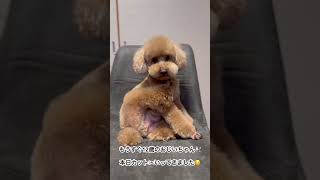 トイプードル 老犬 12歳 トリミング#Shorts オスなのにこの座りかた😂