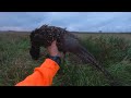 5 years of wild pheasant hunting action 20 kill shots misses good dogs